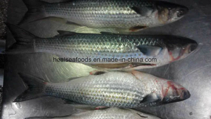 Grey Mullet Price From China